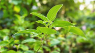 ingredient3